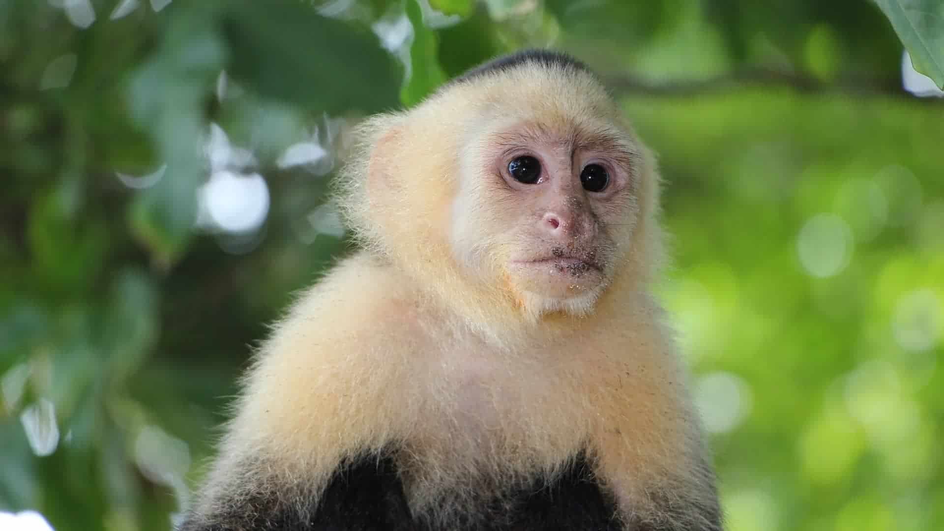 Guanacaste National Parks