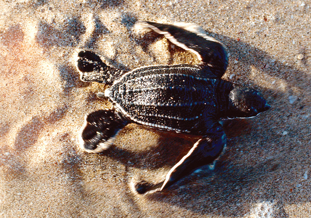 Sea Turtles